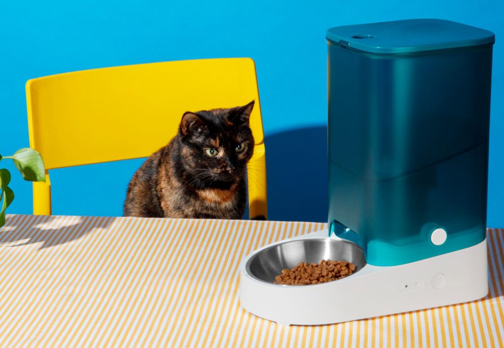 cea-mai-buna-mancare-pentru-pisici-sterilizate-cat-timp